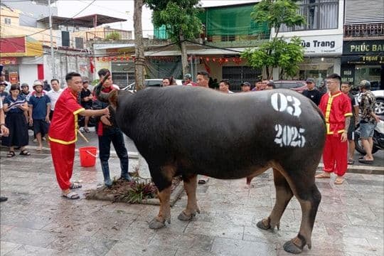 Một 'ông trâu' dũng mãnh được chuẩn bị kỹ lưỡng trước giờ khai đấu, thể hiện linh khí và sự gắn kết với chủ trâu.