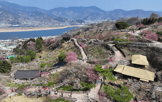 Một ngôi làng truyền thống với những cây hoa mận nở rộ dưới bầu trời trong xanh, tượng trưng cho sự kết nối với thiên nhiên và thời tiết theo cách truyền thống.