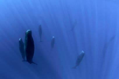 Đàn cá nhà táng bơi trong đại dương với ánh sáng chiếu rọi, tượng trưng cho tiềm năng rộng lớn và tia sáng hy vọng từ các ngôi sao trẻ Lyon.