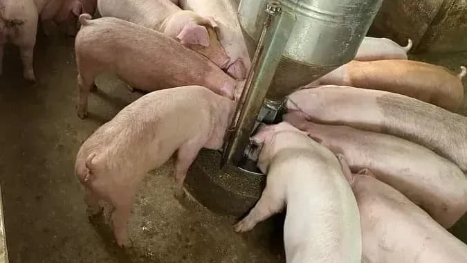 Đàn heo đang ăn trong trang trại, thể hiện thị trường heo hơi.