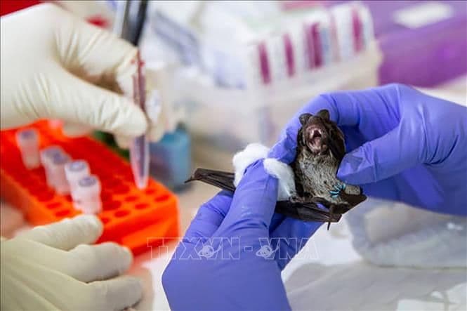 Nghiên cứu virus Nipah trên dơi trong phòng thí nghiệm để hiểu rõ nguồn gốc và nguy cơ