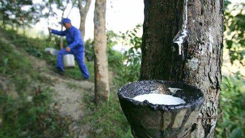 Người công nhân thu hoạch mủ cao su, minh họa cho công ty Cao su Đắk Lắk bị phạt vì sai phạm thuế.