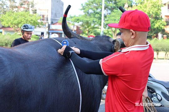 Người dân kiểm tra, đo đạc trâu chuẩn bị cho lễ hội, thể hiện sự chuẩn bị kỹ lưỡng cho một sự kiện công cộng.