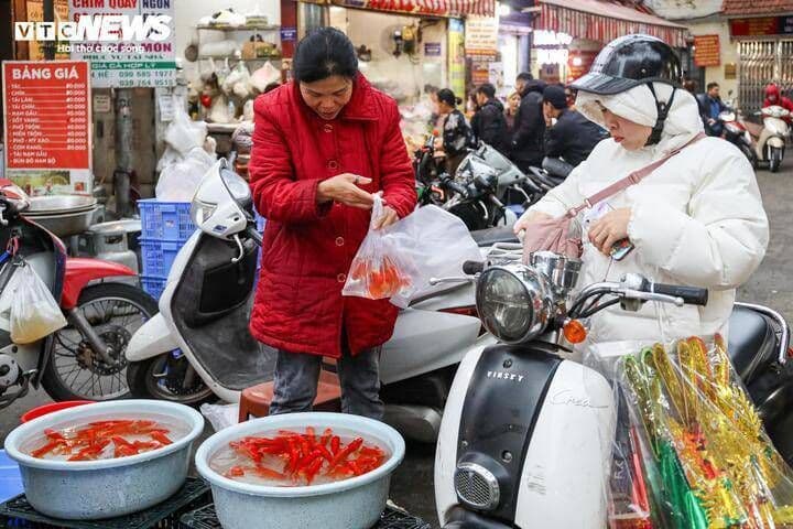 Người dân mua cá chép tại chợ để cúng và phóng sinh, thể hiện tục lệ ngày 23 tháng Chạp.