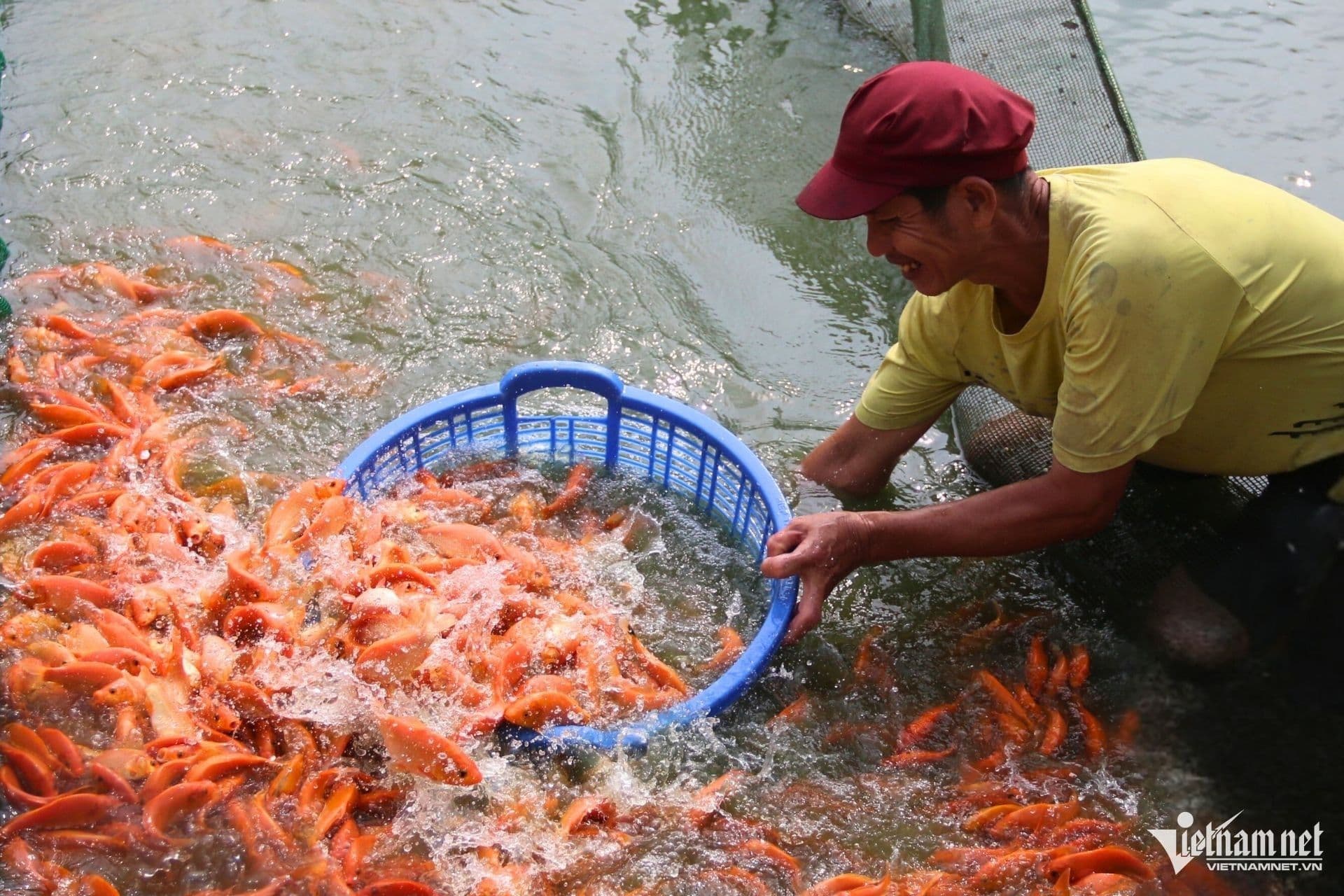 Người đàn ông đang vớt cá chép từ ao, chuẩn bị cho nghi thức phóng sinh tiễn Táo Quân về trời, nhấn mạnh ý thức bảo vệ môi trường.
