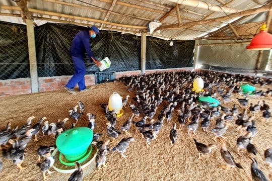 Người nông dân chăm sóc đàn gà, hình ảnh đại diện cho cuộc sống và nỗ lực của bà con nông dân.