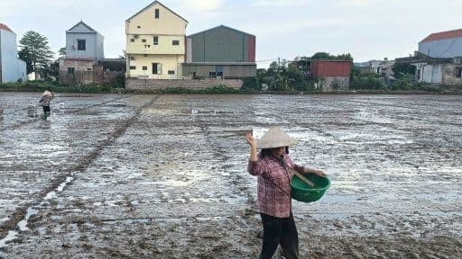 Người nông dân đội nón lá đang làm việc trên cánh đồng lúa nước, thể hiện mối liên hệ giữa thời tiết và văn hóa nông nghiệp Việt Nam.