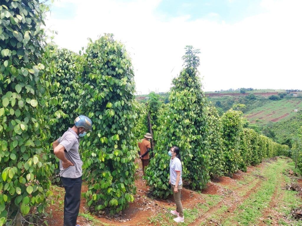 Người nông dân kiểm tra cây hồ tiêu trong vườn, nơi giá tiêu từng tăng mạnh trước khi sụt giảm.
