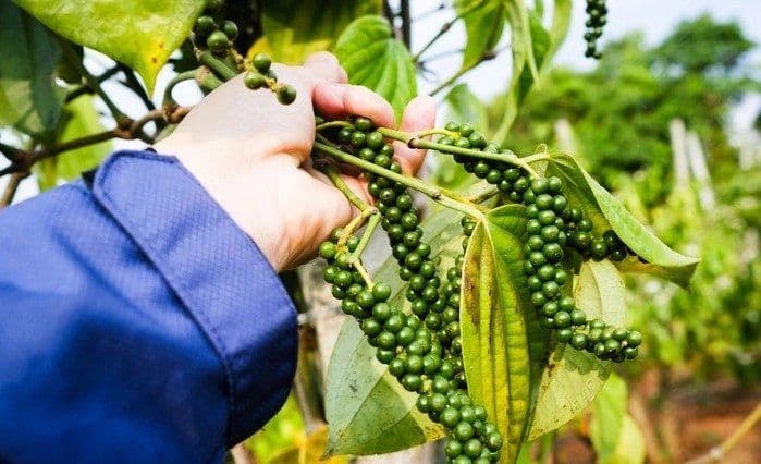 Người nông dân kiểm tra hạt tiêu xanh trên cây, biểu tượng cho vụ mùa bội thu và giá trị bền vững của hồ tiêu Việt Nam.