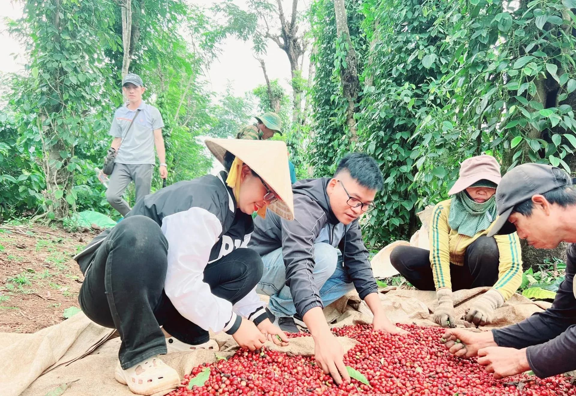 Người nông dân thu hoạch cà phê, biểu tượng cho ngành cà phê toàn cầu và những biến động thị trường.