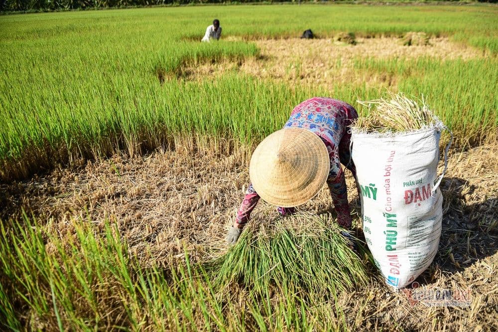 Người nông dân thu hoạch lúa trên cánh đồng, thể hiện sự gắn bó của nền văn minh lúa nước với thời tiết.
