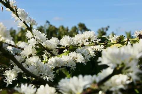 Những bông hoa trắng nở rộ, tượng trưng cho vẻ đẹp của Đắk Lắk, nơi bé Nhi chuyển đến