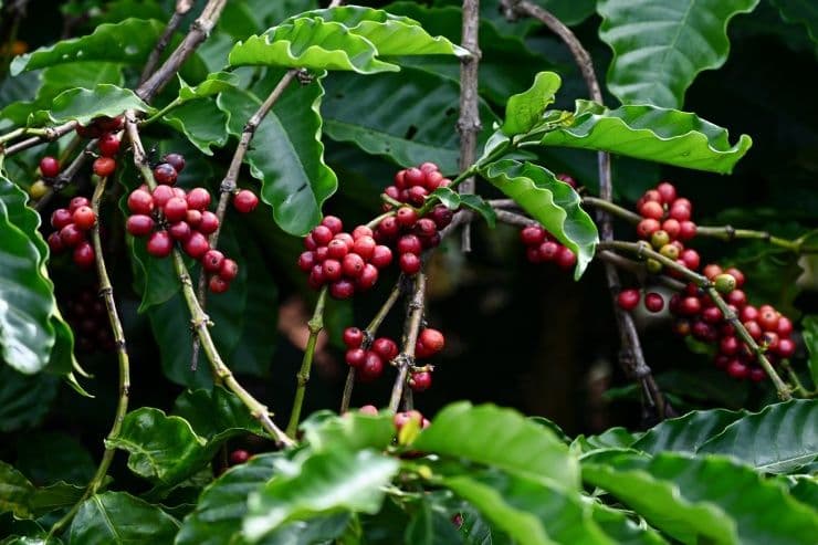 Những chùm cà phê Robusta chín đỏ trên cành, tượng trưng cho vụ mùa bội thu và vị thế dẫn đầu của Việt Nam trong sản xuất cà phê.