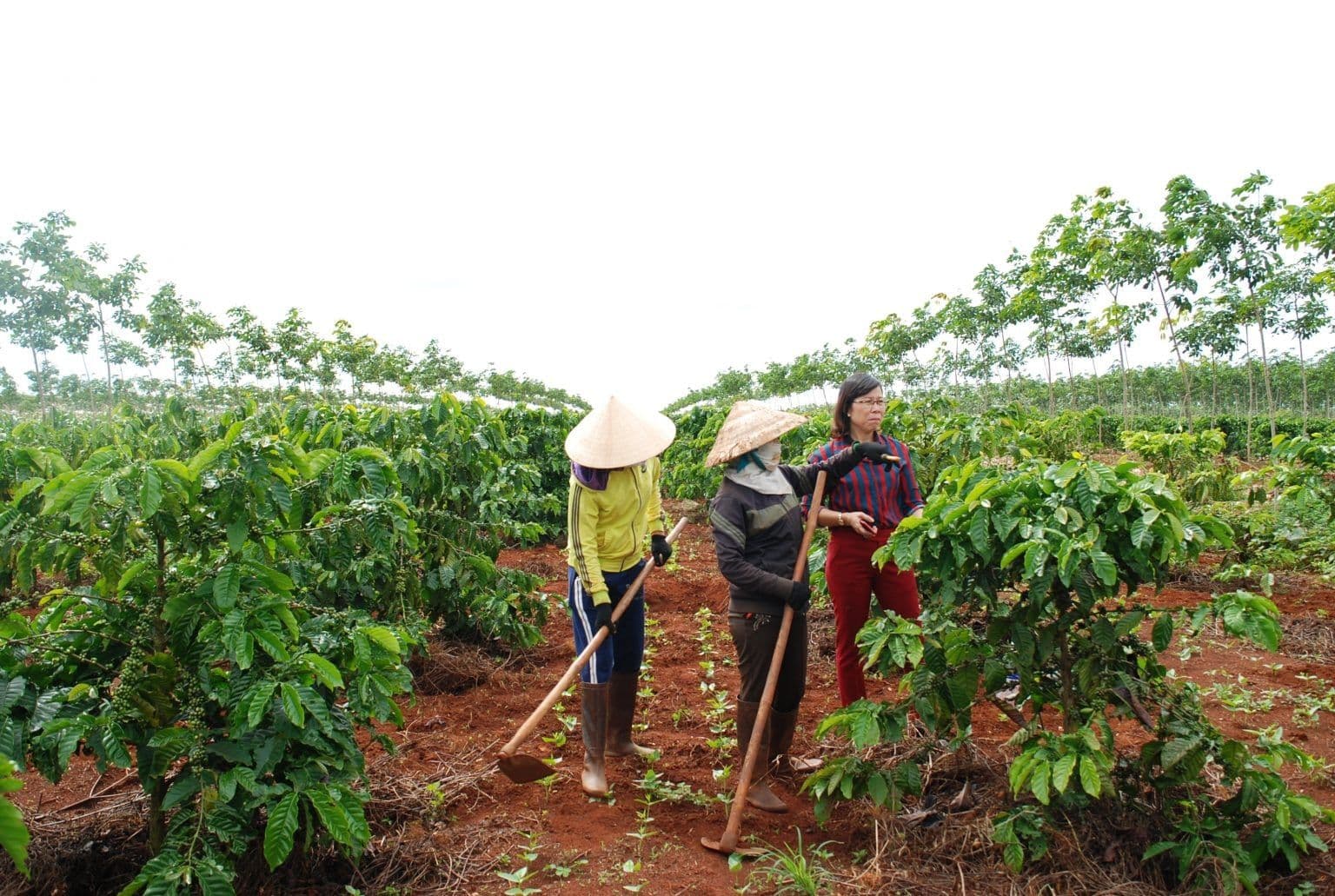 Nông dân chăm sóc cây cà phê trên nông trại, hình ảnh đại diện cho hành trình và giá trị của hạt cà phê.