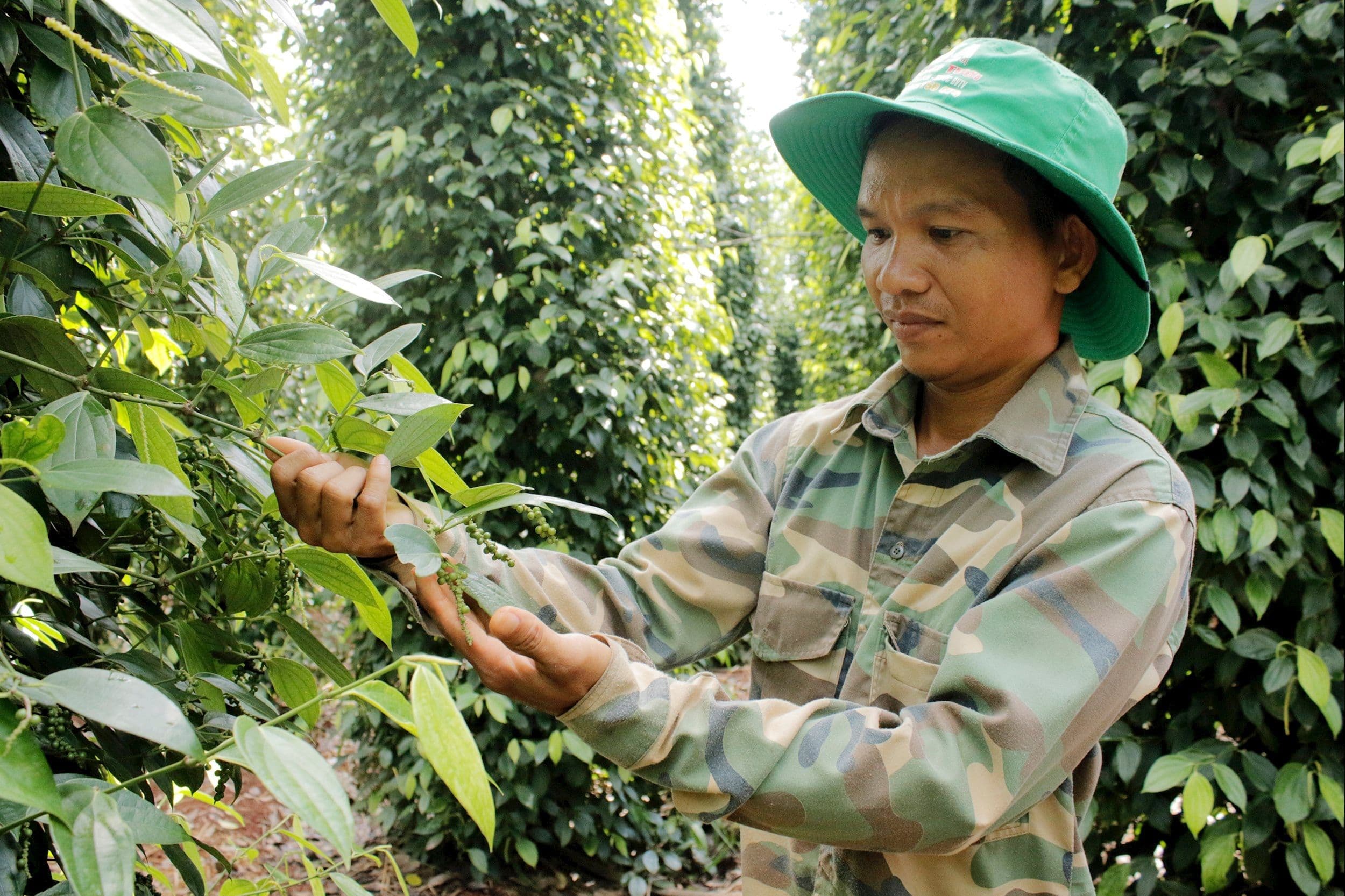 Nông dân Đắk Lắk kiểm tra vườn tiêu khi giá hồ tiêu đạt đỉnh lịch sử.