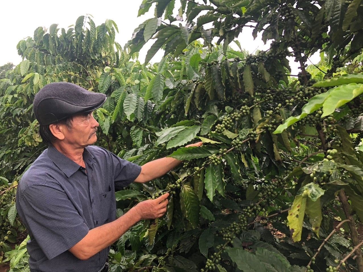 Nông dân kiểm tra hạt cà phê xanh trên cây, thể hiện sự quan tâm đến chất lượng và tương lai của ngành cà phê Việt Nam.