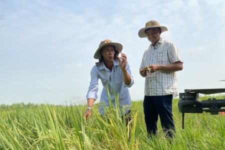 Nông dân kiểm tra lúa trên cánh đồng cùng với máy bay không người lái, minh họa ứng dụng khoa học công nghệ và đổi mới sáng tạo trong nông nghiệp.