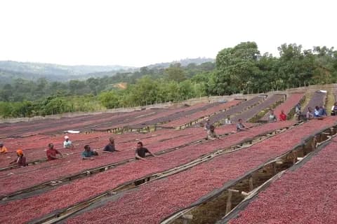 Nông dân phơi cà phê trên sân, phản ánh biến động giá cà phê toàn cầu.
