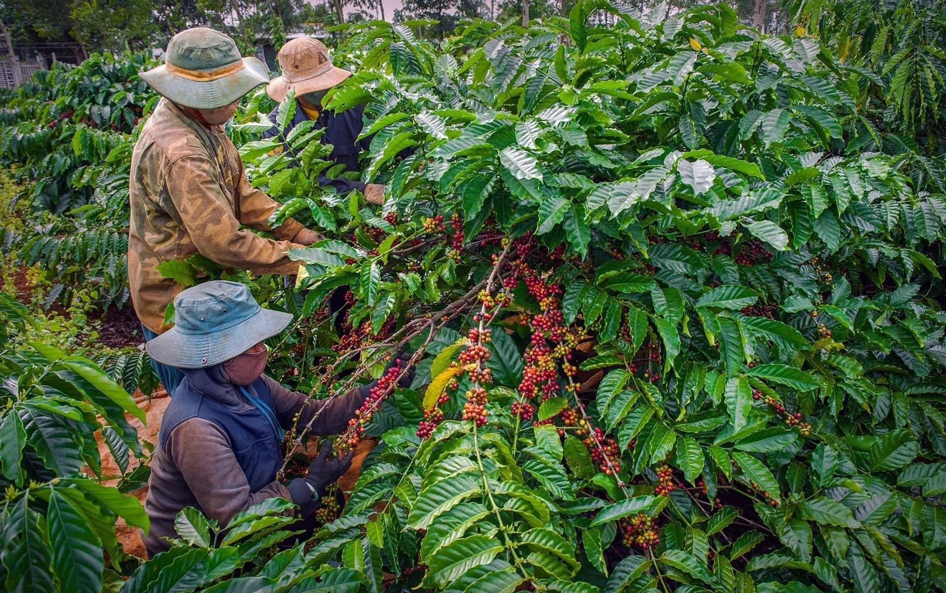 Nông dân thu hoạch cà phê giữa bối cảnh giá giảm sâu và thuế quan quốc tế ảnh hưởng thị trường