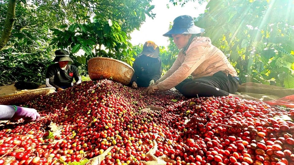 Nông dân Việt Nam đang phân loại hạt cà phê chín đỏ sau thu hoạch, minh họa hành trình mưu sinh từ rẫy cà phê.