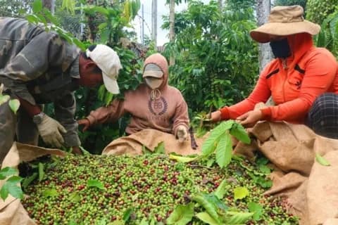 Nông dân Việt Nam đang thu hoạch cà phê, với những hạt cà phê tươi chất đống
