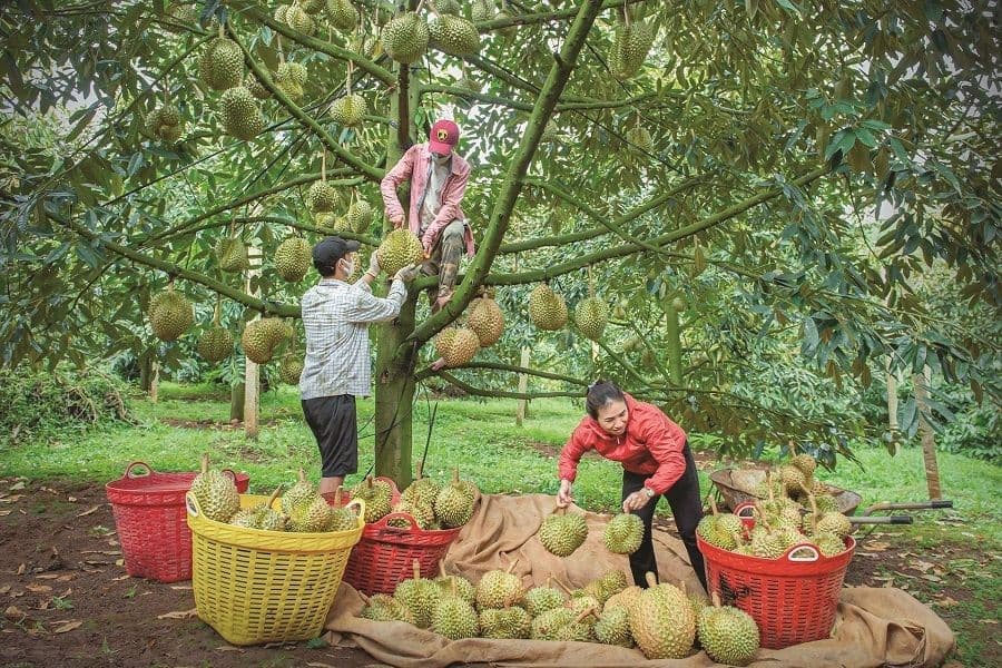 Nông dân Việt Nam thu hoạch sầu riêng trong vườn, minh họa sức sản xuất và đóng góp của nông nghiệp vào nền kinh tế.
