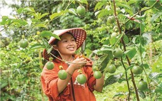 Nông sản nhập khẩu, như trái cây, chịu ảnh hưởng từ quy định kiểm tra an toàn thực phẩm mới.