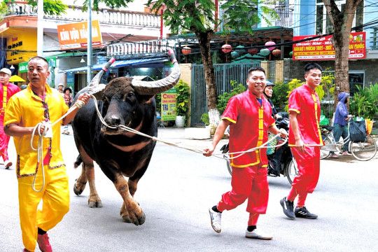 Đoàn rước trâu trong trang phục truyền thống, thể hiện nghi lễ linh thiêng và giá trị văn hóa của Lễ hội chọi trâu Đồ Sơn.