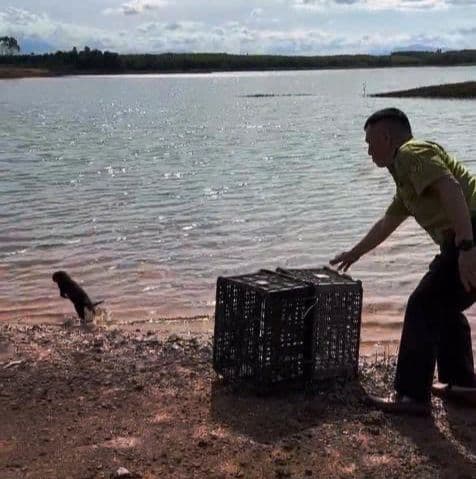 Rái cá được kiểm lâm viên thả về môi trường tự nhiên sau khi giải cứu