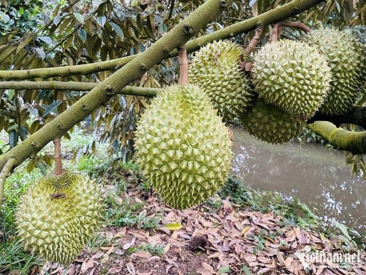 Sầu riêng trên cây, minh họa cho các mã số vùng trồng bị thu hồi do sai phạm và gian lận.
