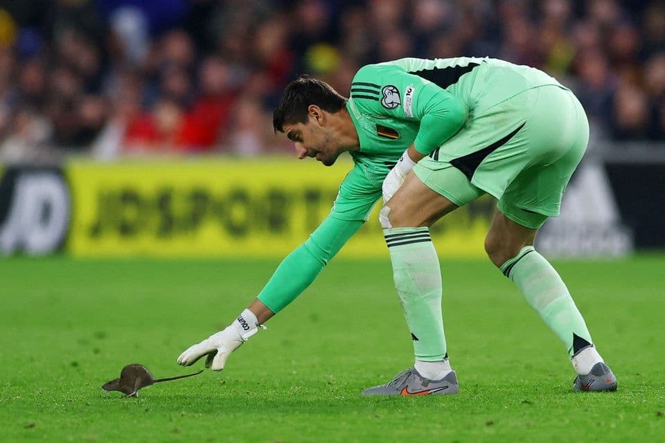 Thủ môn Thibaut Courtois của đội tuyển Bỉ trên sân cỏ