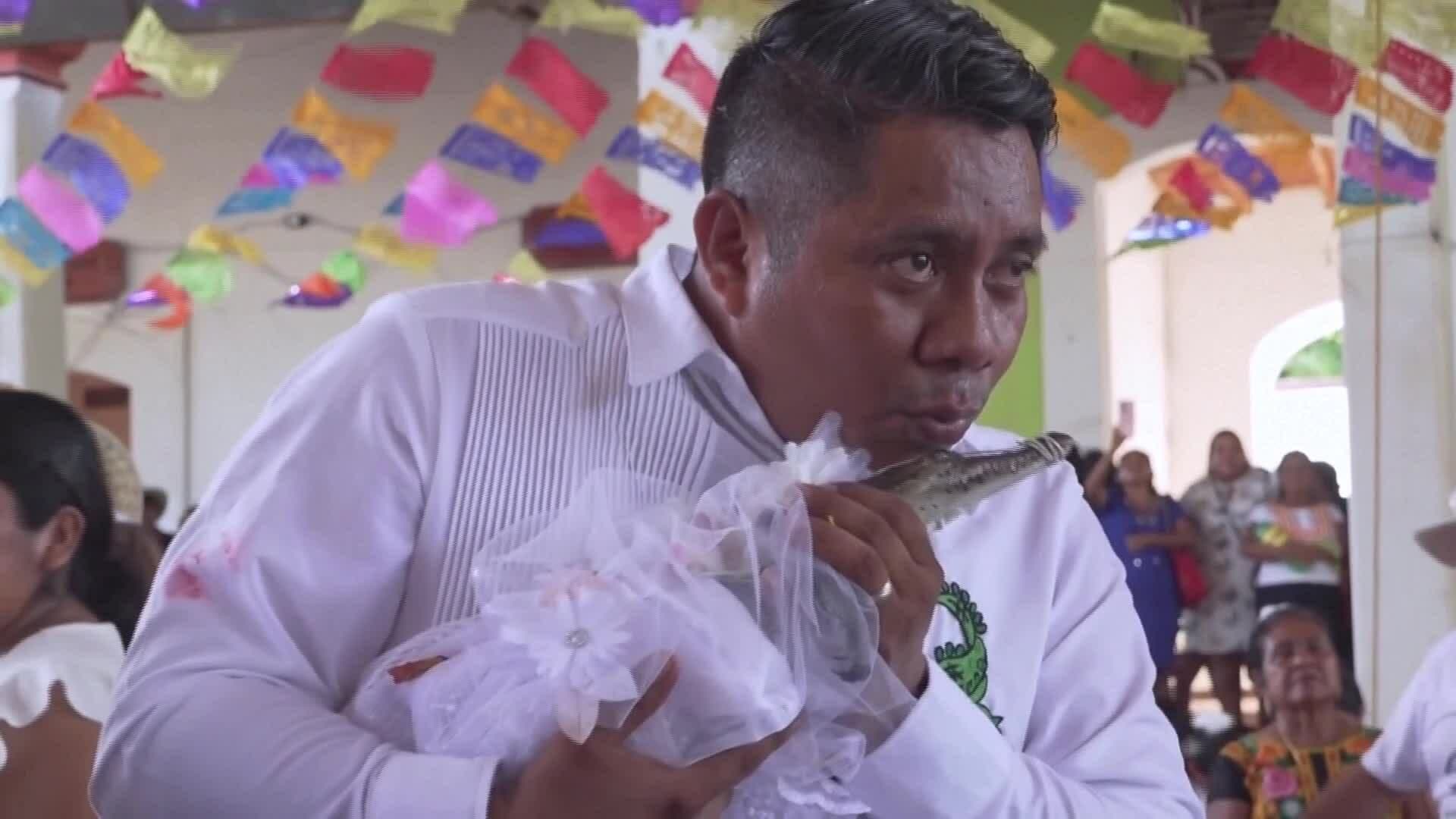 Thị trưởng Mexico thực hiện nghi lễ truyền thống cưới cá sấu, biểu tượng của bản sắc văn hóa độc đáo.