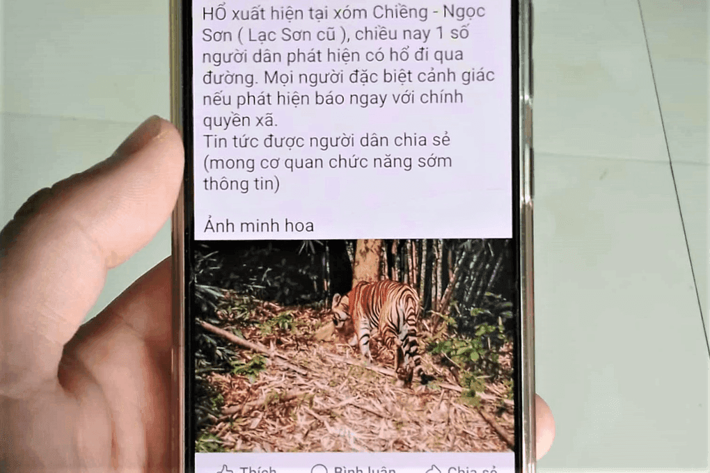 Tin tức hổ xuất hiện ở Phú Thọ được chia sẻ trên mạng xã hội.