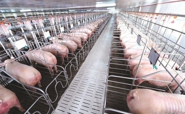 Trang trại chăn nuôi lợn công nghiệp, liên quan đến các yếu tố cung cầu và chi phí sản xuất.