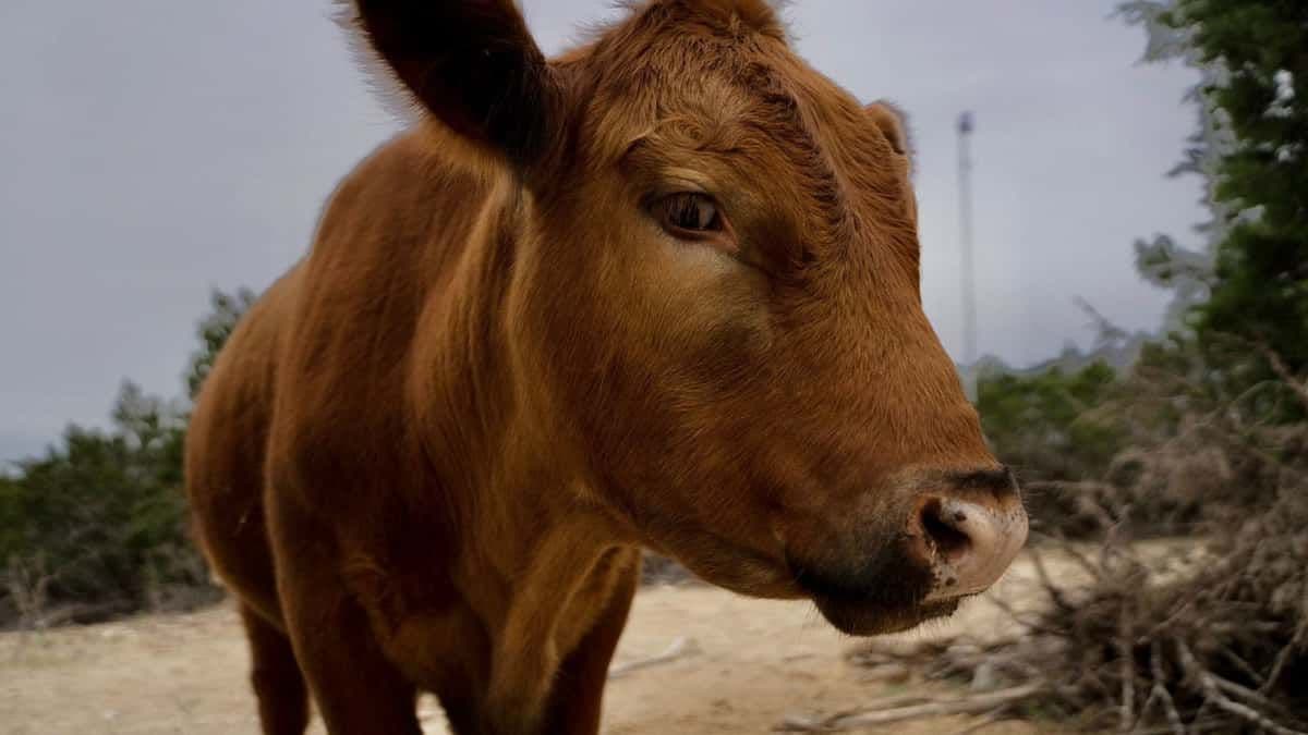 Winnie, cô bò sữa Red Angus nổi tiếng trên Twitch của Alveus Sanctuary, nhìn thẳng vào ống kính.